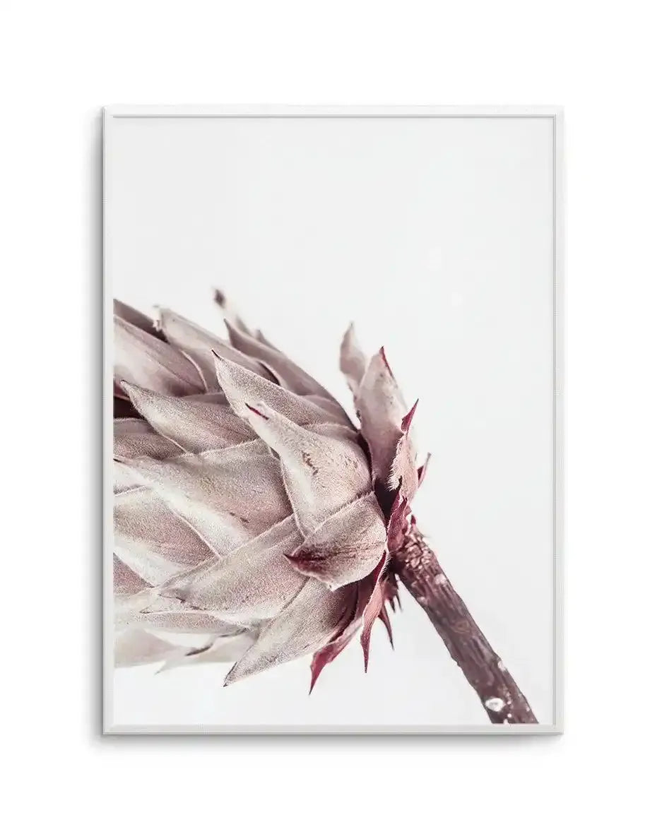 Framed art print featuring a close-up photograph of a protea flower with soft, dusty mauve and blush pink petals against a white background. The flower is captured at an angle showing layered, delicate petals with subtle texture and depth. A deep burgundy stem extends downward through the composition. The artwork is displayed in a light gray frame with a white border, creating a minimalist, botanical aesthetic.