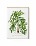Acanthorhiza Aculeata Vintage Palm Poster | Framed Canvas Art Print