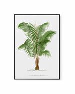 Areca Baueri Vintage Palm Poster | Framed Canvas Art Print