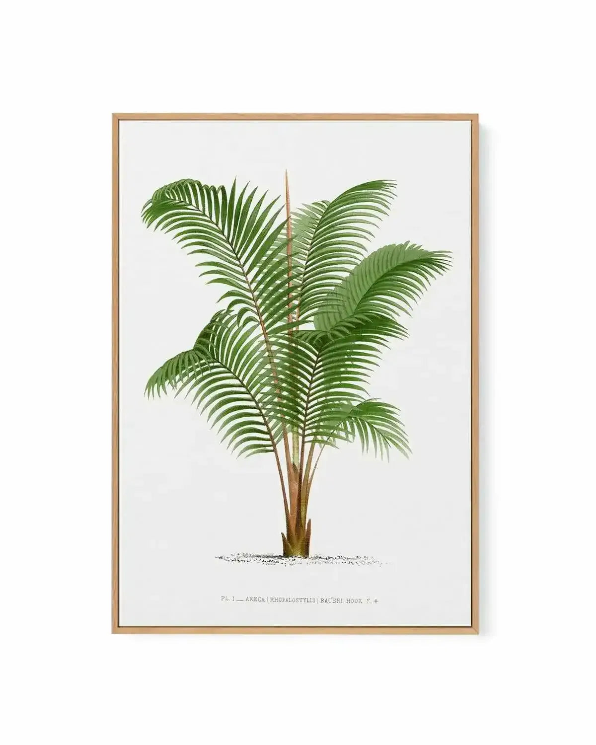 Areca Baueri Vintage Palm Poster | Framed Canvas Art Print from Olive et Oriel where you can shop wallpaper and artworks online