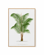 Areca Baueri Vintage Palm Poster | Framed Canvas Art Print