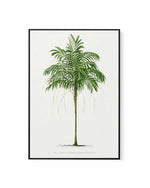 Areca Monostachya Vintage Palm Poster | Framed Canvas Art Print