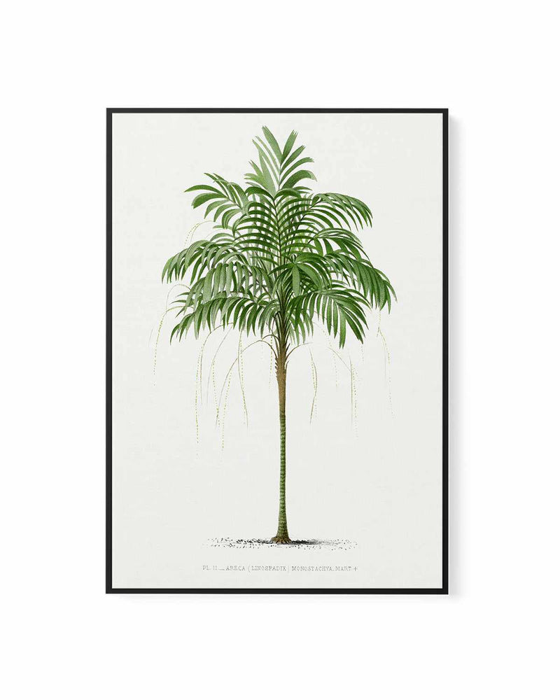 Areca Monostachya Vintage Palm Poster | Framed Canvas Art Print