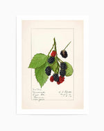 Blackberries Vintage Poster Art Print