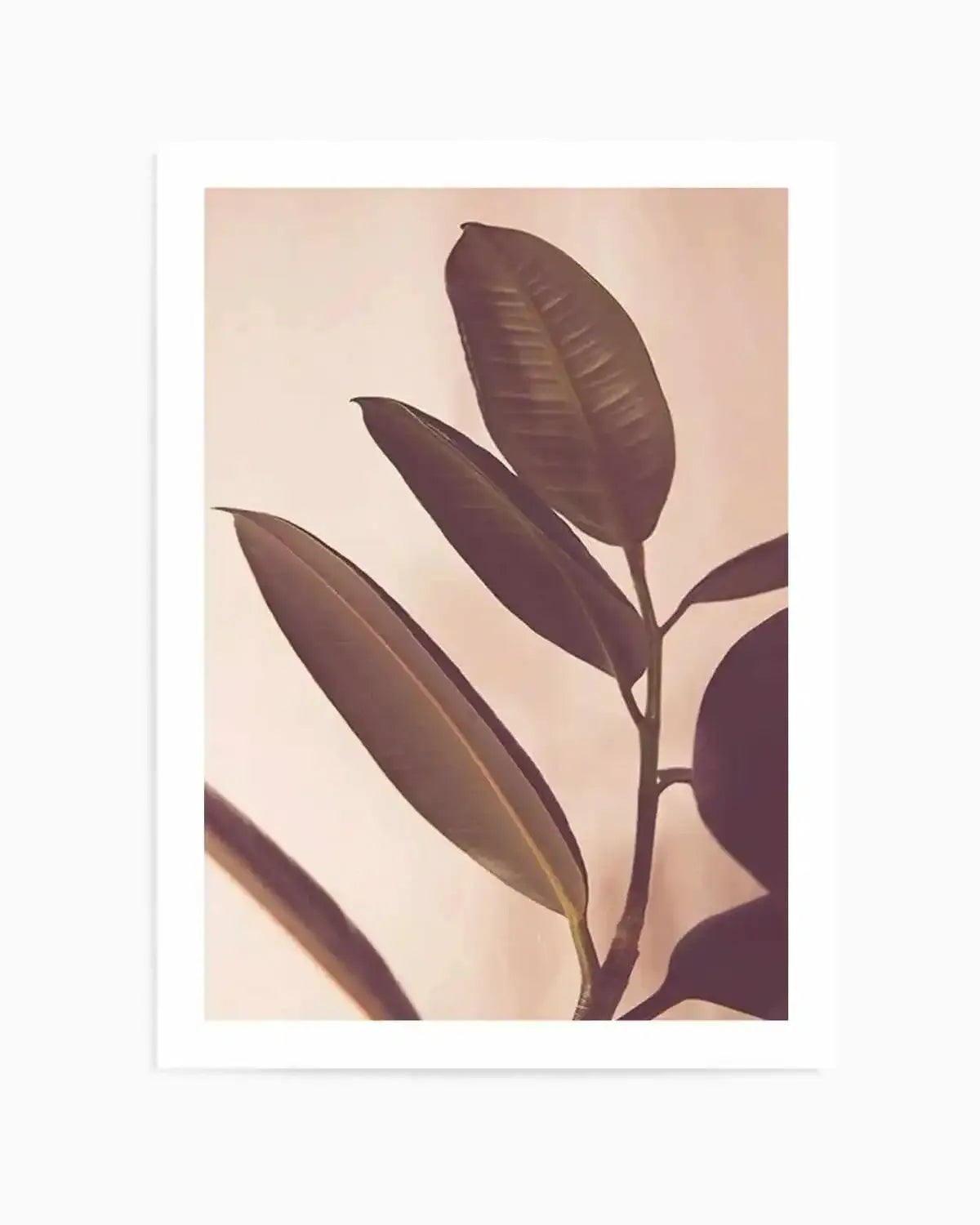 Blushing Ficus I Art Print art print, framed