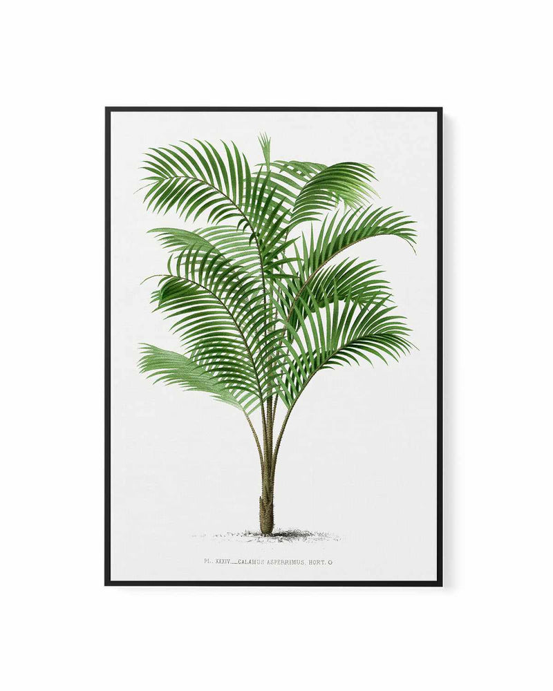 Calamus Asperrimus Vintage Palm Poster | Framed Canvas Art Print