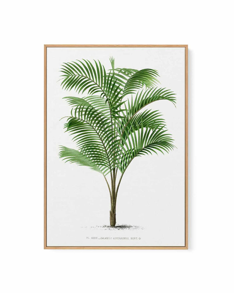 Calamus Asperrimus Vintage Palm Poster | Framed Canvas Art Print
