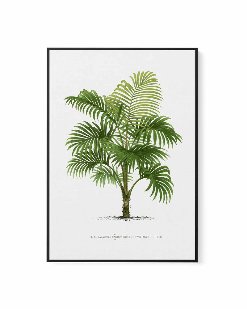 Calamus Lewisianus Vintage Palm Poster | Framed Canvas Art Print