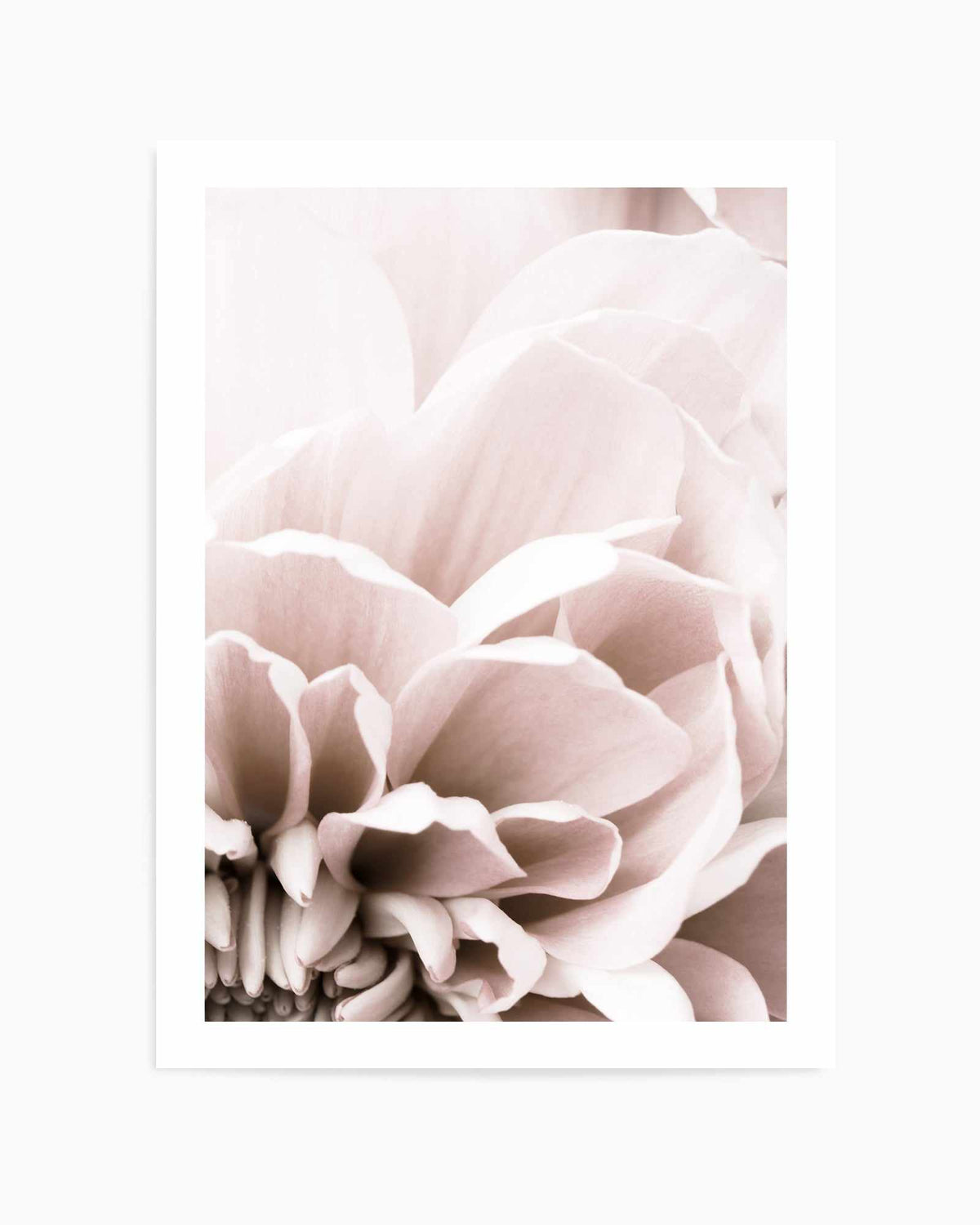 Chrysanthemum No 07 By Studio III | Art Print from Olive et Oriel where you can shop wallpaper and artworks online