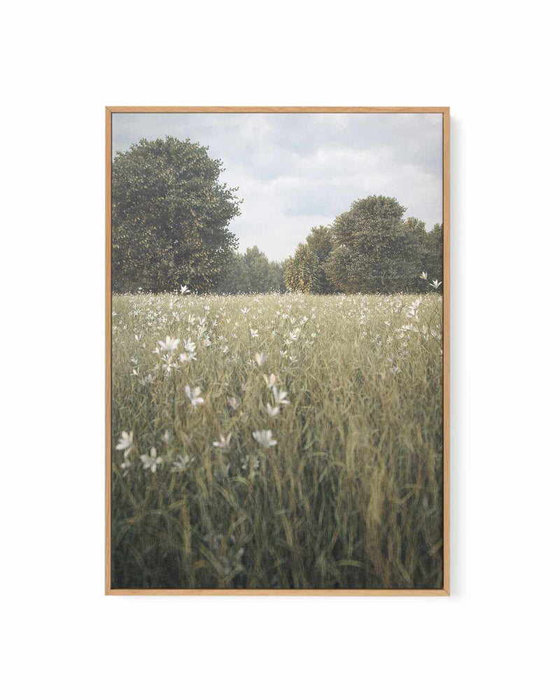 Daisy Fields by Guachinarte | Framed Canvas Art Print