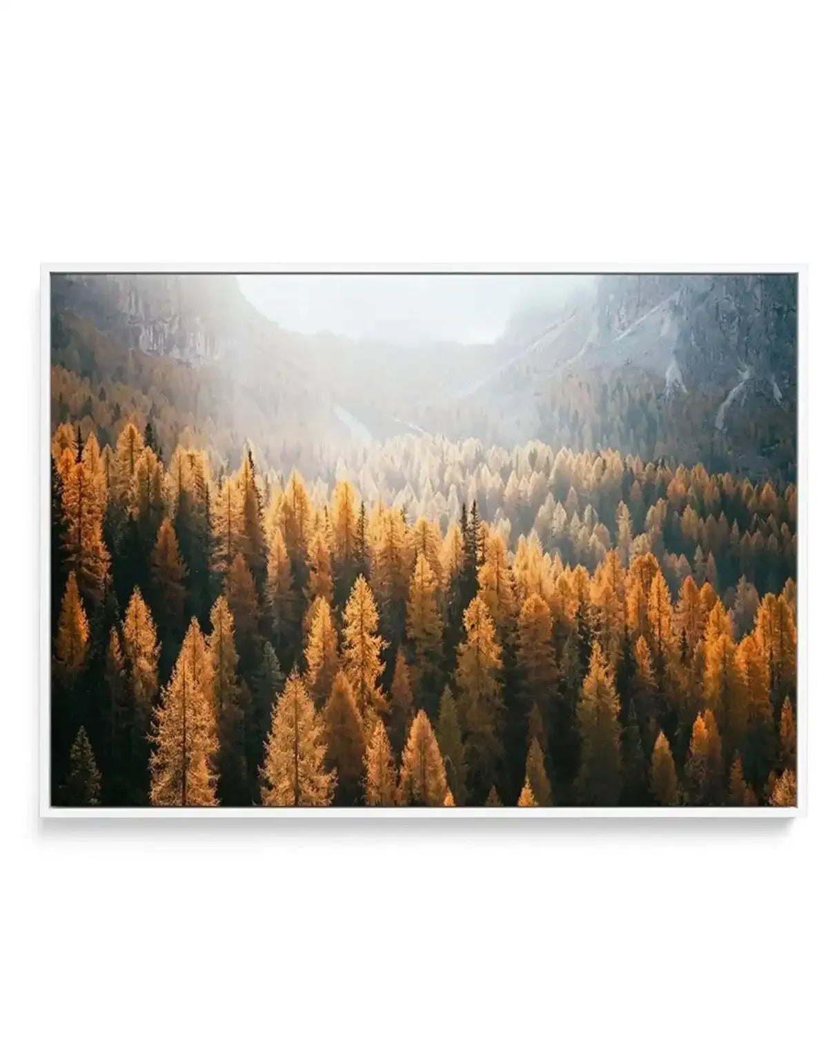 Framed canvas print of a majestic mountain landscape in autumn, featuring a dense forest of golden larch trees in the foreground and a valley receding into misty mountains under a bright, hazy sky. The trees display vibrant shades of orange and yellow, with sunlight filtering through the mist, creating a soft glow. The canvas is displayed in a white frame.