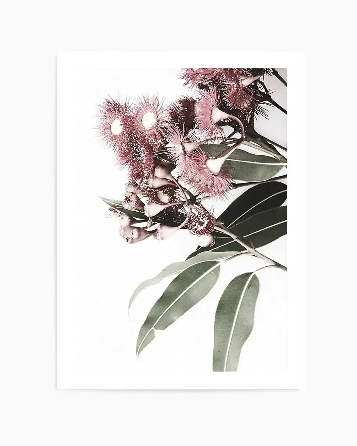 Eucalyptus in Bloom Art Print art print, framed