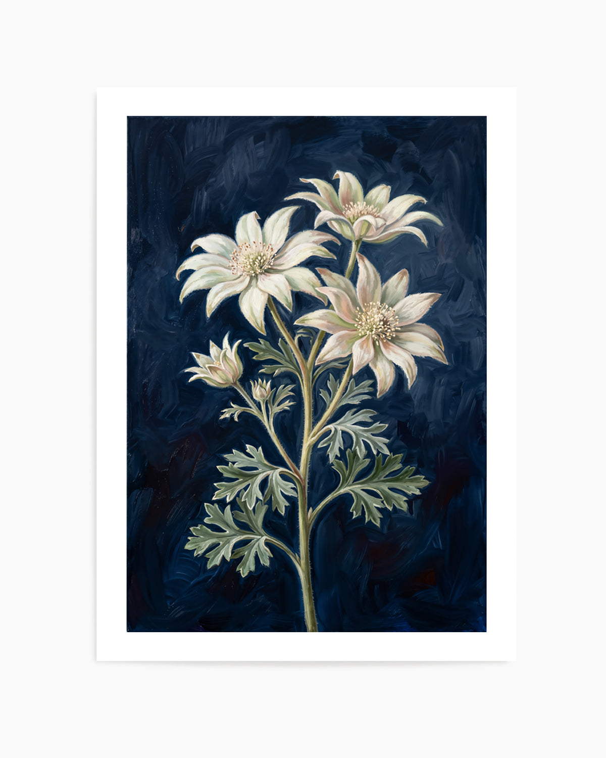 Flannel Flower On Navy Botanicals Study | Art Print