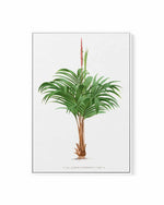 Geonoma Verschaffelti Vintage Palm Poster | Framed Canvas Art Print