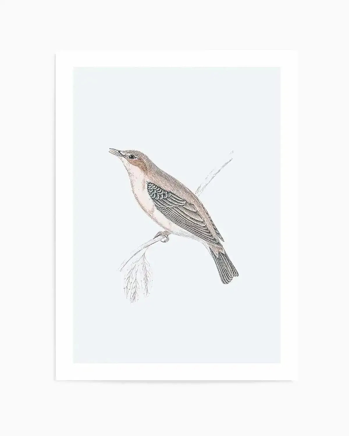 Watercolour art print featuring a small bird with a light brown head and back, a pale chest, and teal-green feathers on its wing, perched on a thin, leafless branch against a white background, displayed in a white frame with a white border.