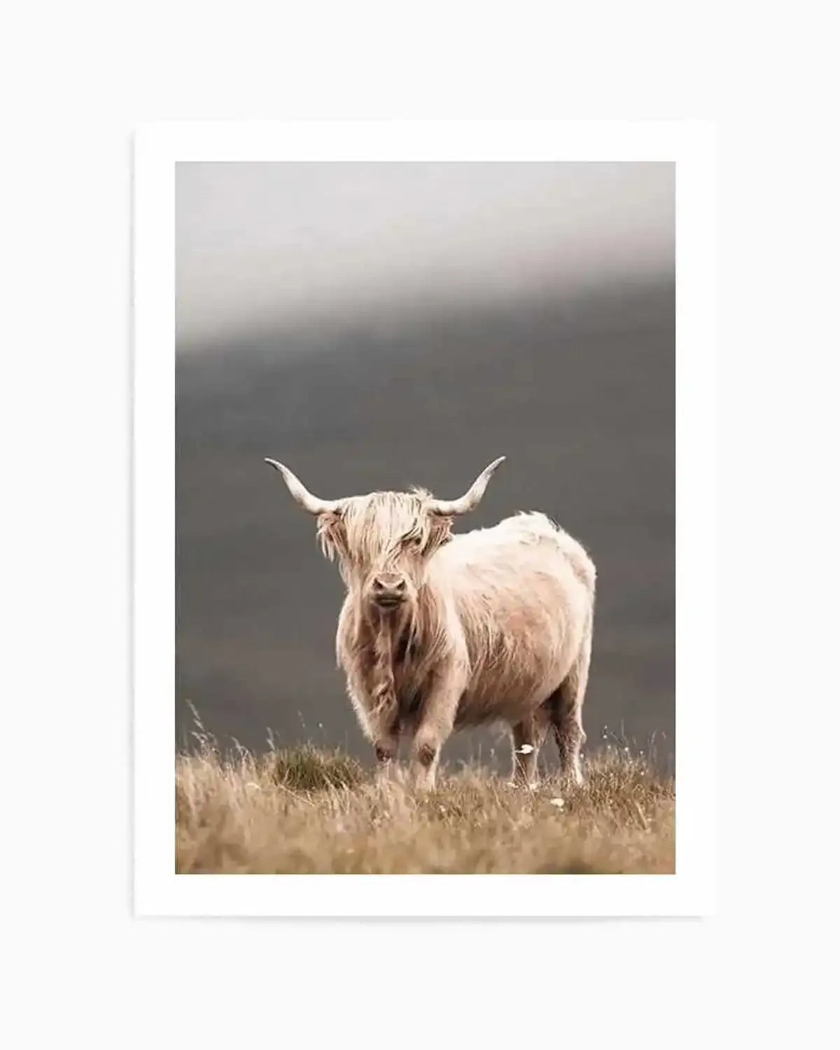 Framed photograph of a Highland cow standing in a field of dry grass under an overcast sky. The cow has long, shaggy, light cream-colored hair covering its eyes and large curved horns. The background is a muted grey and dark grey, suggesting a cloudy or misty day.