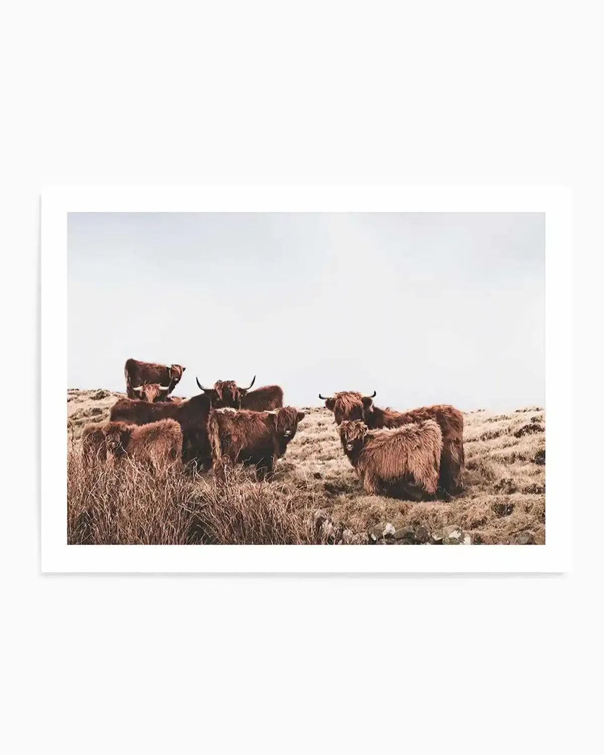 Highlander Herd | LS Art Print brown neutrals nature art print