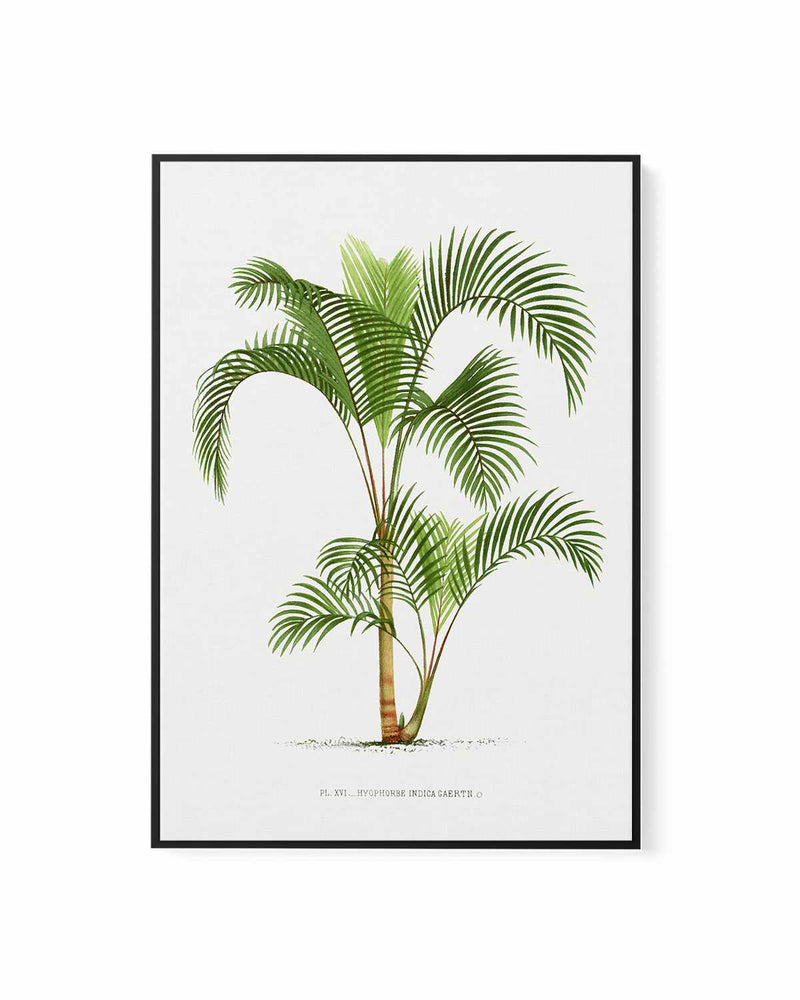 Hyophorbe Indica Vintage Palm Poster | Framed Canvas Art Print