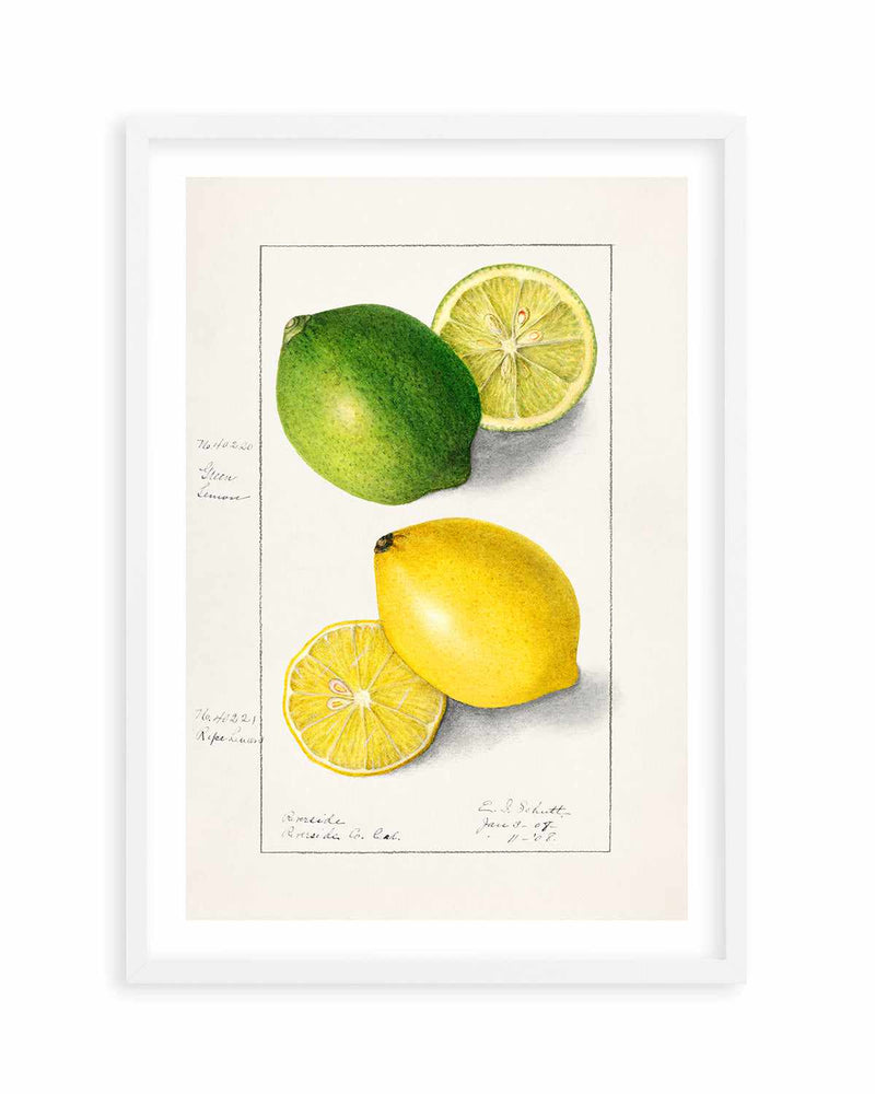 Lemon & Lime Vintage Poster Art Print