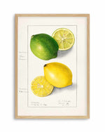 Lemon & Lime Vintage Poster Art Print