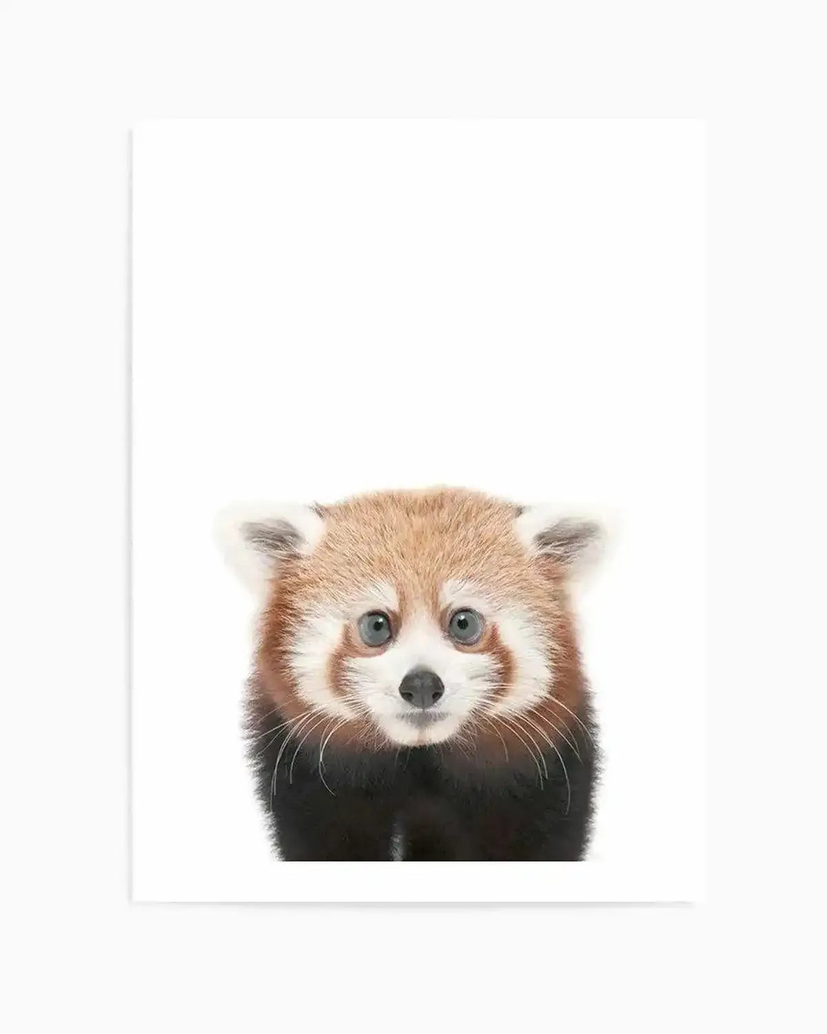 Photography art print featuring a baby red panda with bright blue eyes and a curious expression, set against a clean white background. The red panda has reddish-brown fur on its head and back, with white fur on its face and ears, and black fur on its front legs and belly.