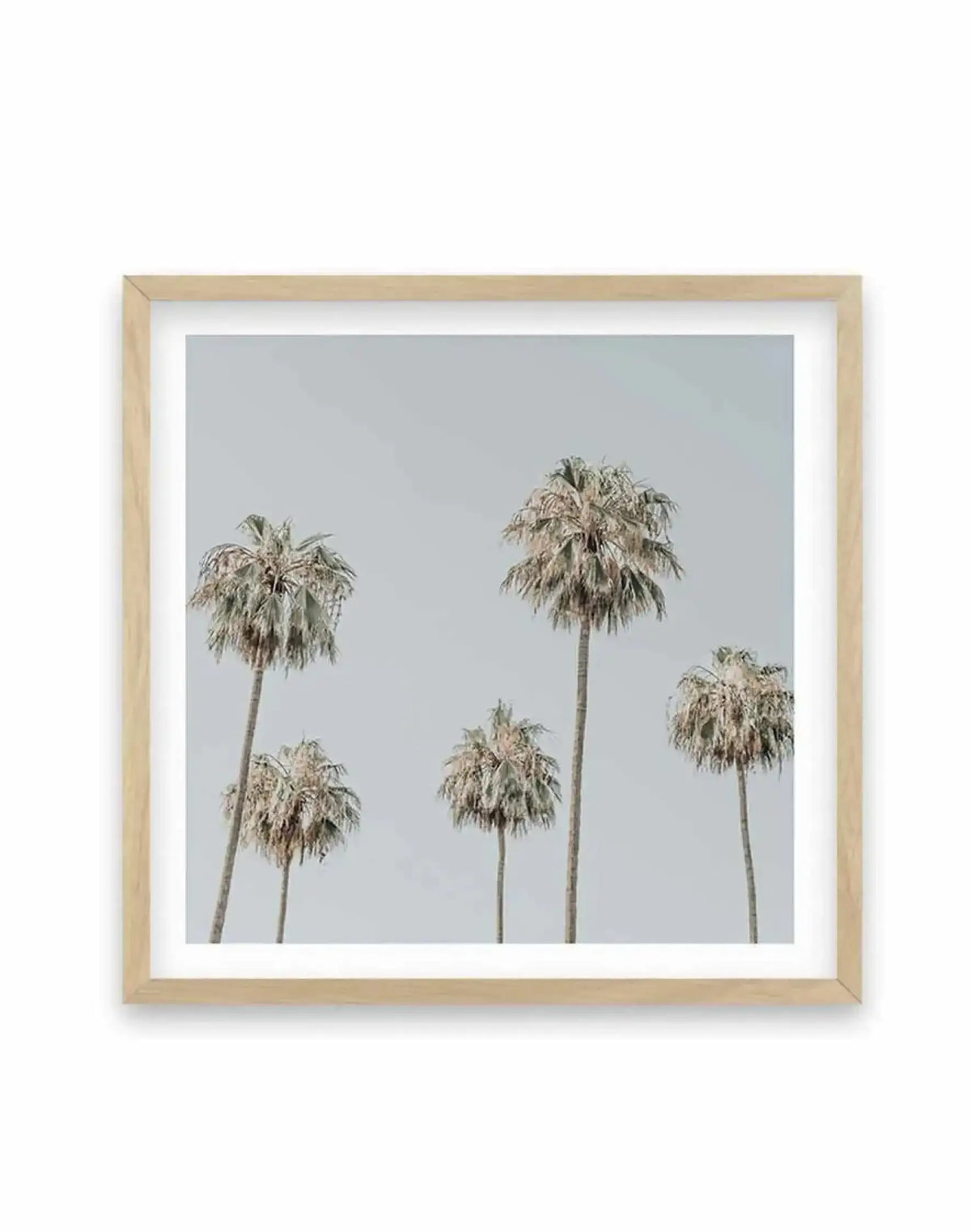Melrose Ave Palms Square Art Print displayed in a natural wood frame with white border. The photograph features five palm trees with thin, pale trunks against a soft, overcast gray-blue sky. The palm fronds are sparse and delicate, rendered in muted greens and tans. The composition is minimalist and centered, creating a calm, understated aesthetic with a hazy, atmospheric quality typical of mid-century California landscape photography.