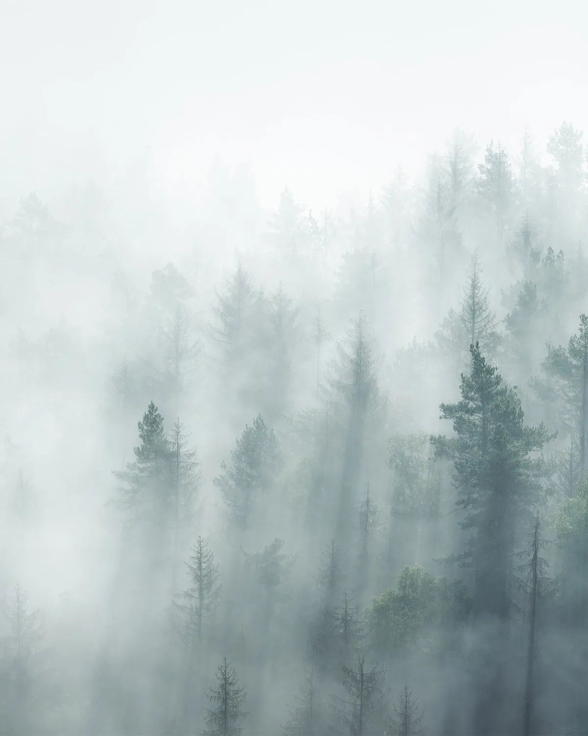 Misty Forest Photo Mural Wallpaper from Olive et Oriel where you can shop wallpaper and artworks online
