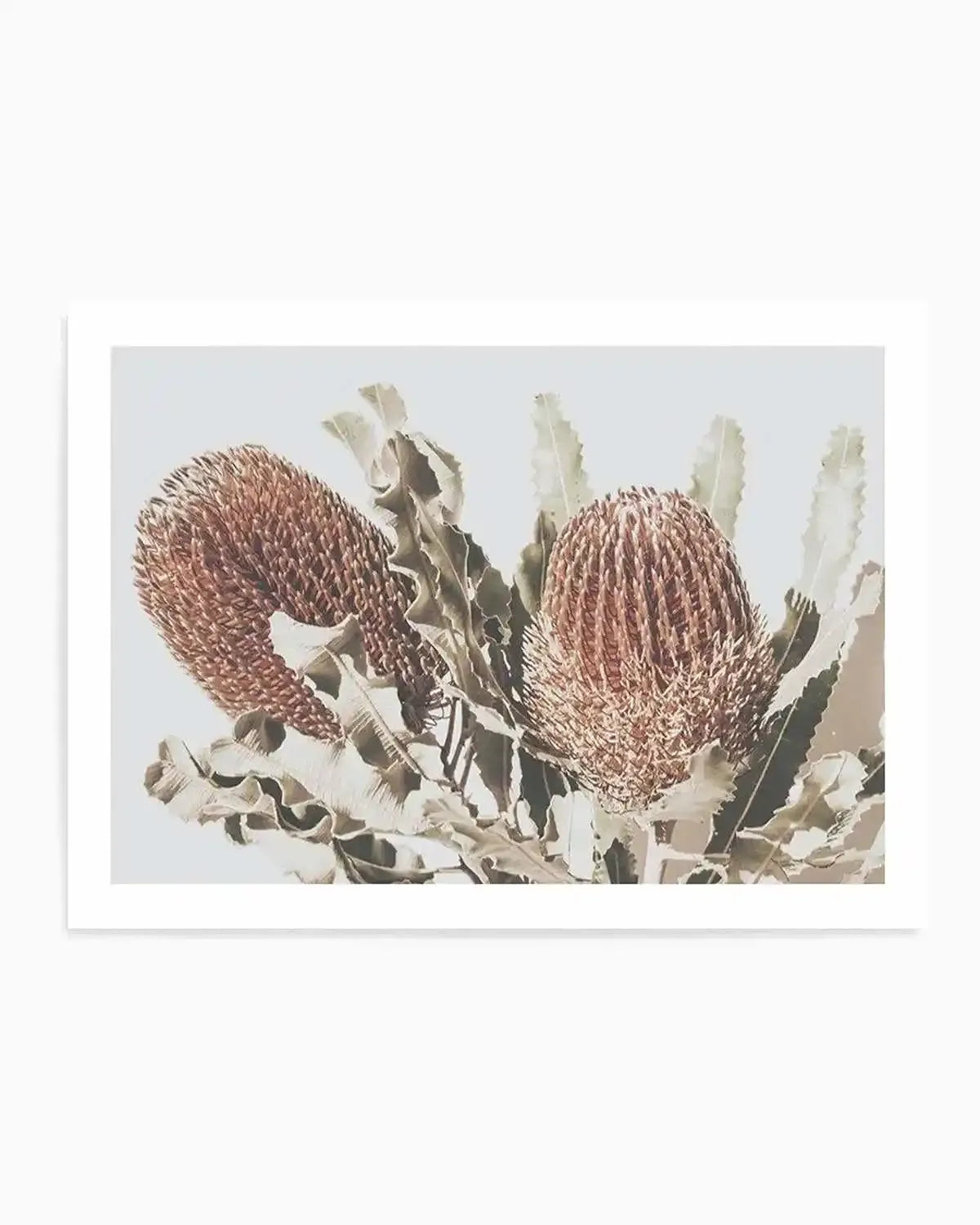 Native Banksia | LS Art Print from Olive et Oriel where you can shop wallpaper and artworks online