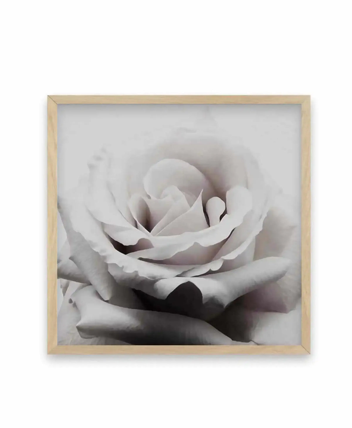 Square art print in natural wood frame featuring a close-up photograph of a pale white rose in soft focus. The rose's layered petals are rendered in creamy whites and soft grays with subtle shadows creating depth and dimension. The composition captures the flower's delicate, unfurling form from above. The overall mood is serene and romantic with a monochromatic grayscale palette. The artwork is mounted with a white border within the light natural wood frame.