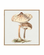 Parasol Mushroom Vintage Illustration | Framed Canvas Art Print