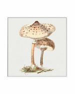 Parasol Mushroom Vintage Illustration | Framed Canvas Art Print