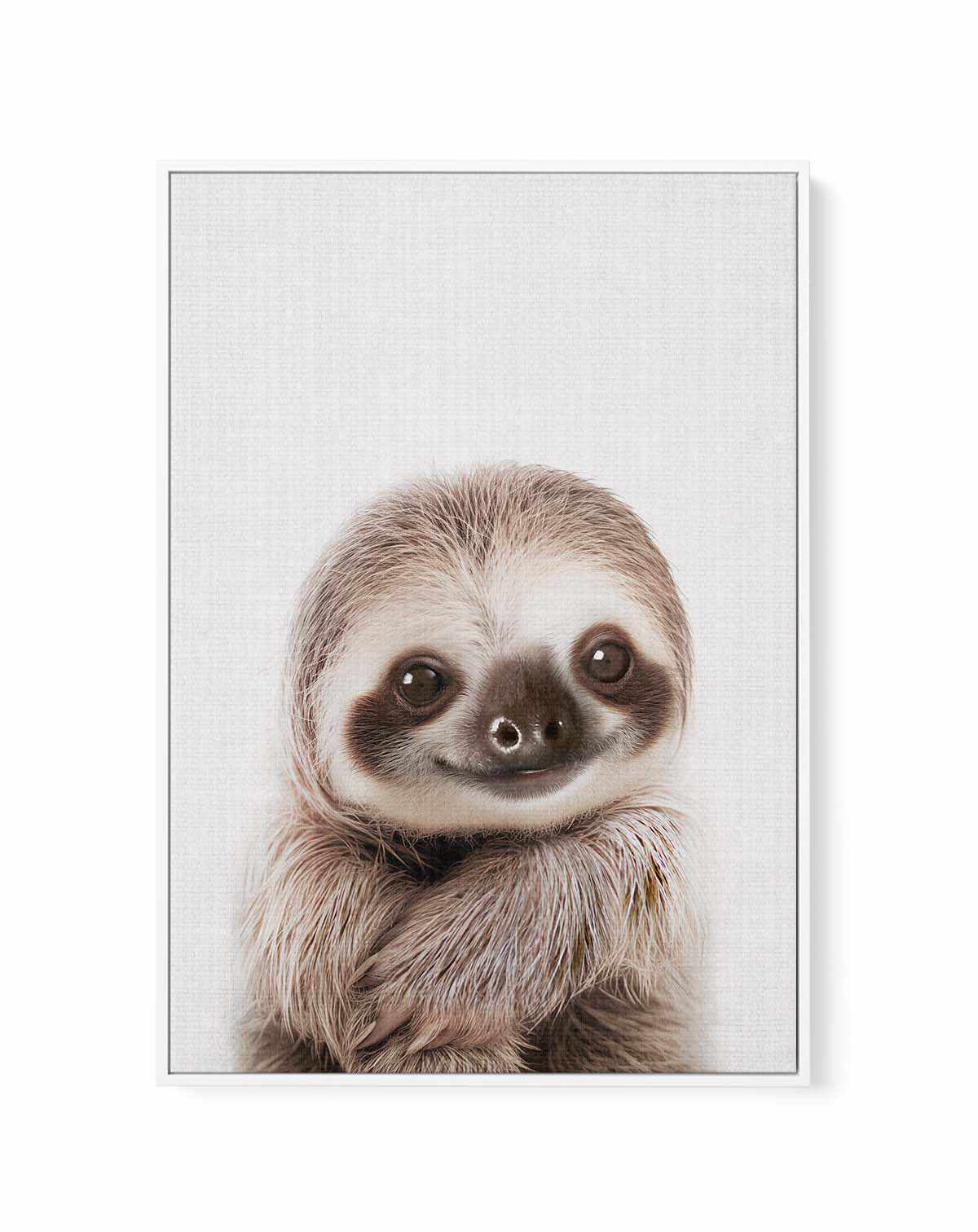 Peekaboo Baby Sloth by Lola Peacock Framed Canvas Art Print