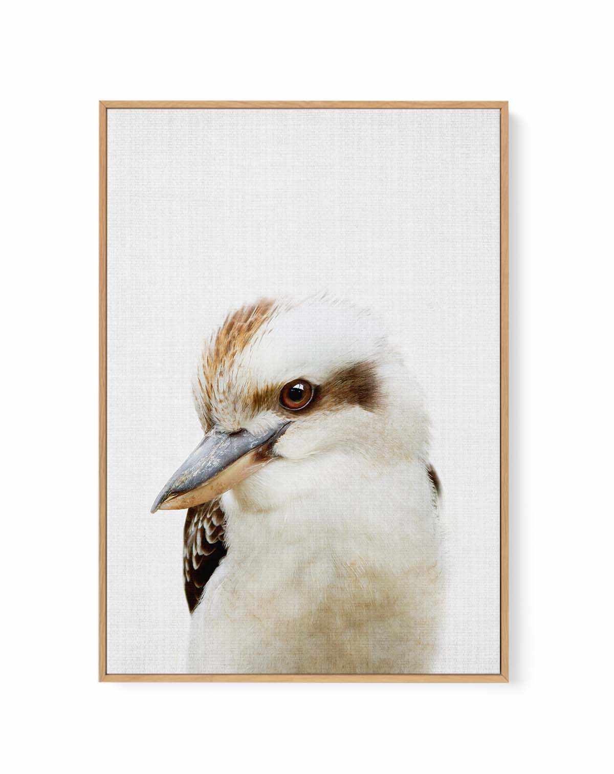 Peekaboo Kookaburra by Lola Peacock | Framed Canvas Art Print from Olive et Oriel where you can shop wallpaper and artworks online
