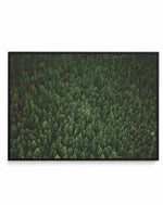 Pine Forest by Kalen X | Framed Canvas Art Print