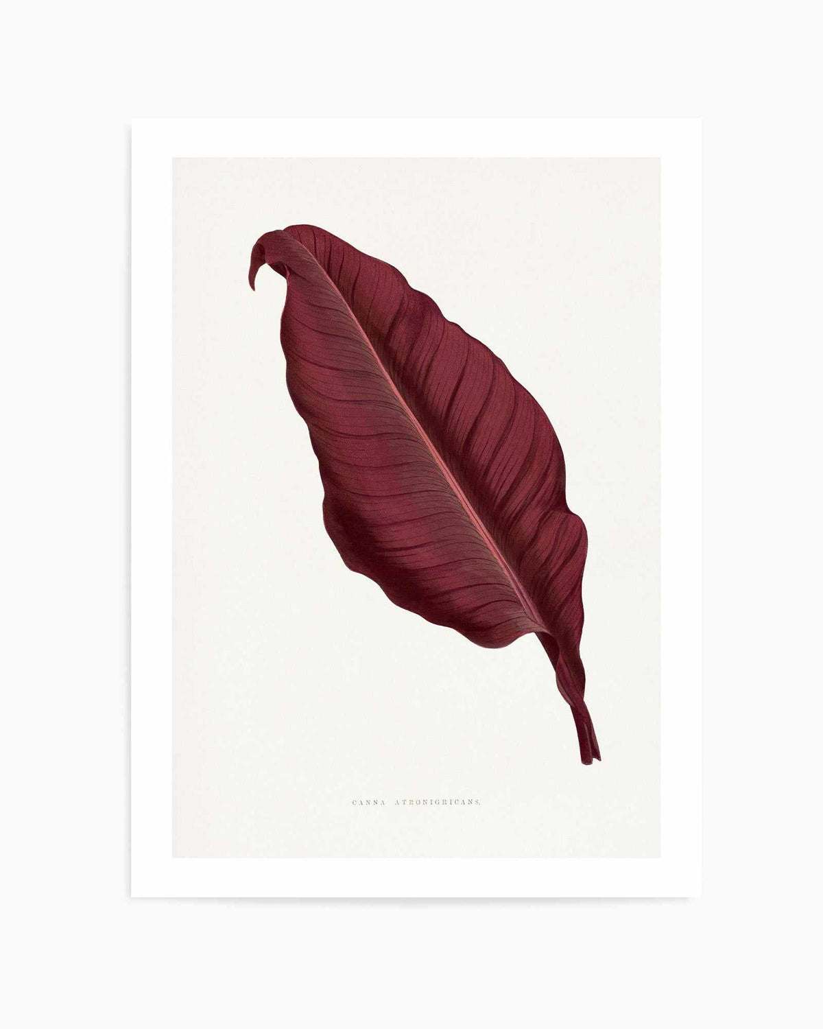 Pink Canna Atronigricans Leaf Illustration By Les Plantes a | Art Print from Olive et Oriel where you can shop wallpaper and artworks online