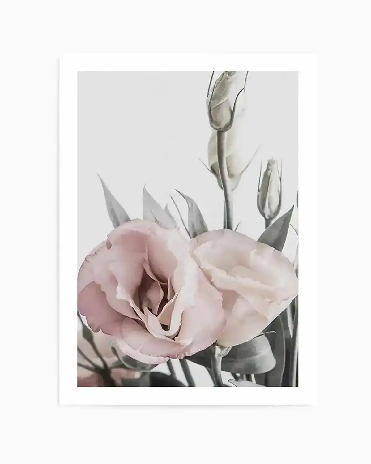 Premium lisianthus-no-i from Olive et Oriel