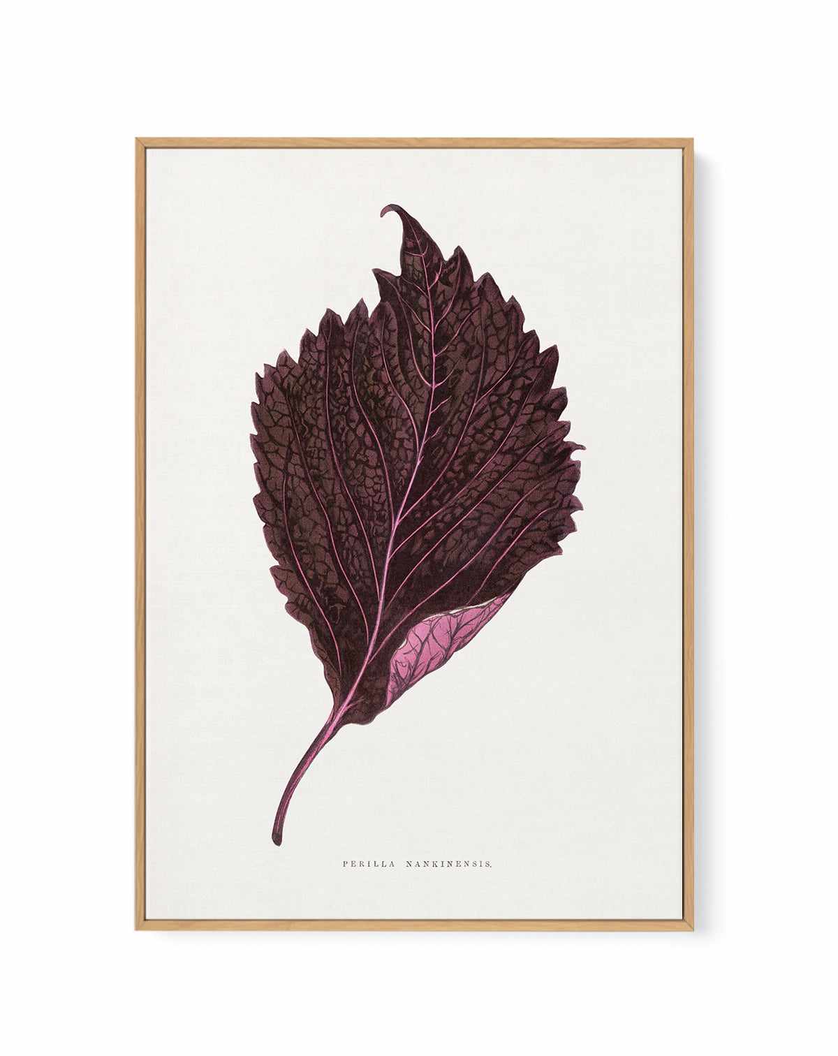 Pink Perilla Nankinensis Leaf Illustration By Les Plantes a | Framed Canvas Art Print from Olive et Oriel where you can shop wallpaper and artworks online