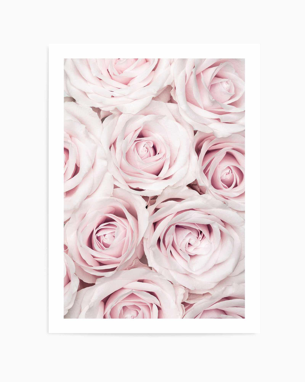Pink Roses No 03 By Studio III | Art Print from Olive et Oriel where you can shop wallpaper and artworks online
