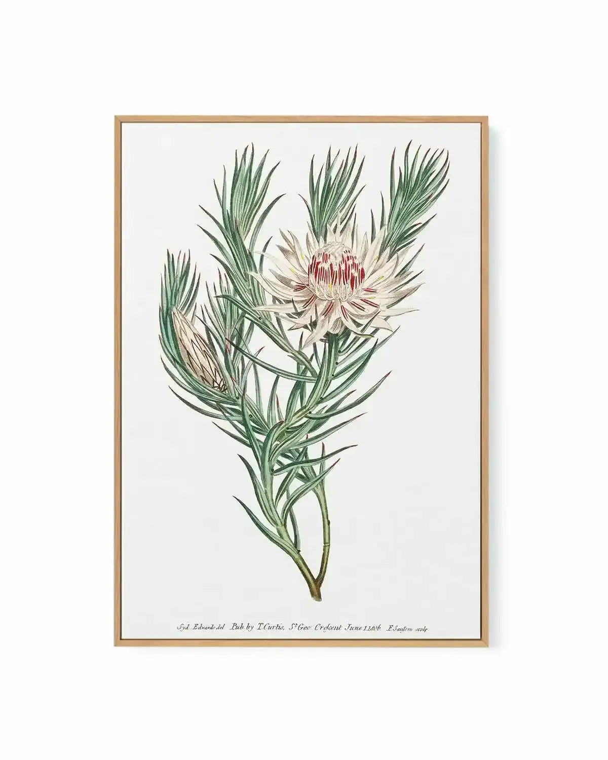 Protea Vintage Illustration | Framed Canvas Art Print from Olive et Oriel where you can shop wallpaper and artworks online