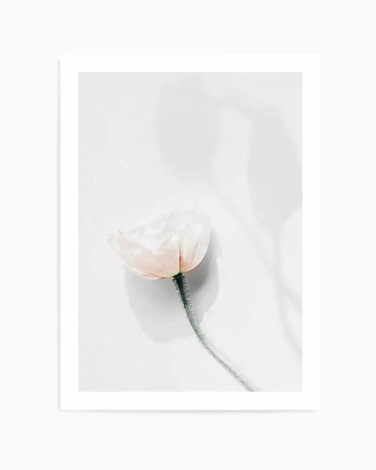 Summer Poppies IV Art Print from Olive et Oriel where you can shop wallpaper and artworks online
