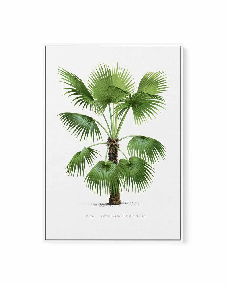 Trithrinax Brasiliensis Vintage Palm Poster | Framed Canvas Art Print
