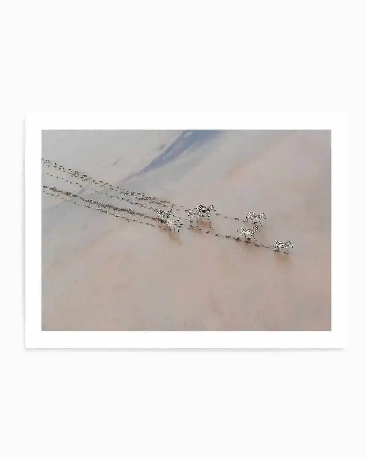 Zebras by Phillip Chang Art Print from Olive et Oriel where you can shop wallpaper and artworks online