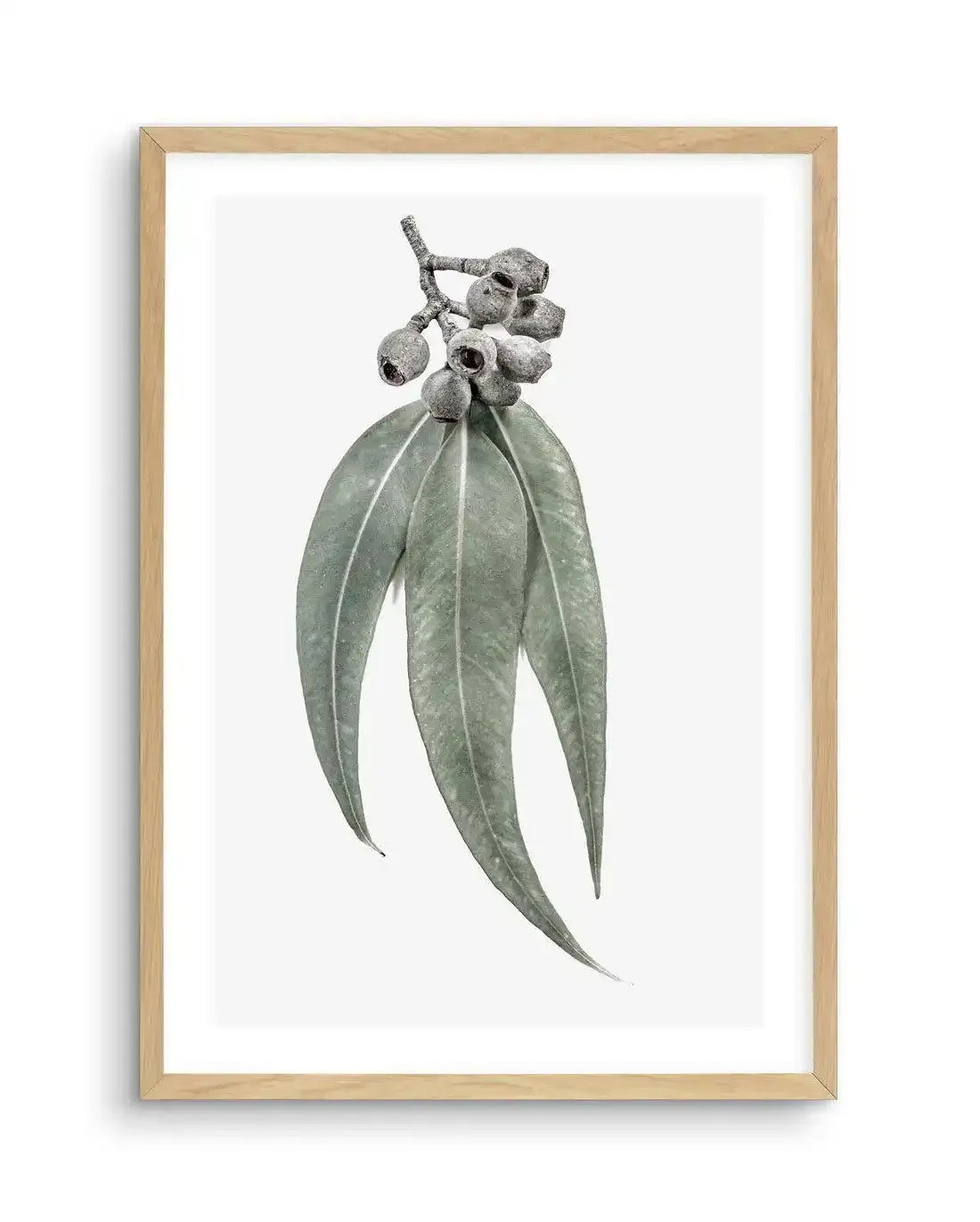 Framed photographic art print featuring a cluster of eucalyptus gum nuts and three long, slender eucalyptus leaves in muted sage green and dusty grey against a clean white background, with a natural oak frame and white border.
