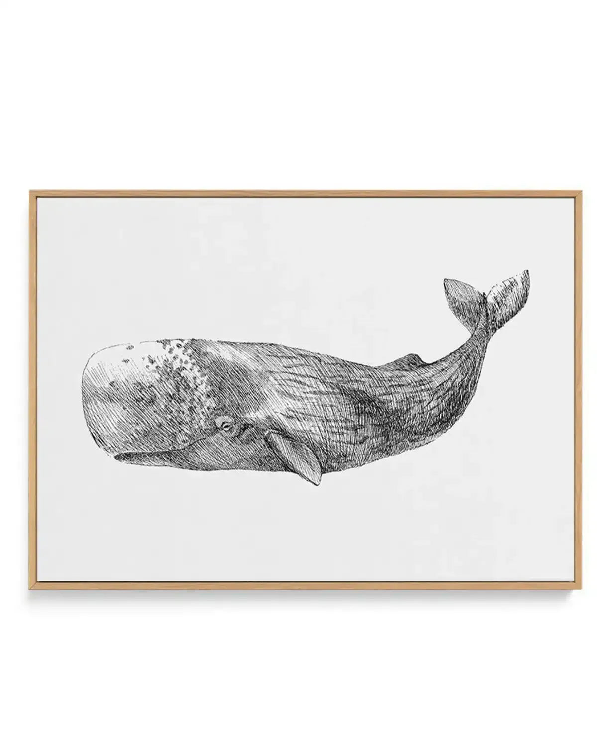 Detailed pen and ink sketch of a sperm whale depicted in profile against a light gray background, shown horizontally. The whale features intricate cross-hatching and line work throughout its body, with a large rounded head characteristic of cachalots, a visible eye, prominent tail flukes raised upward, and textured shading across its massive form. The artwork is presented in a natural wood frame with a white border surrounding the canvas print.