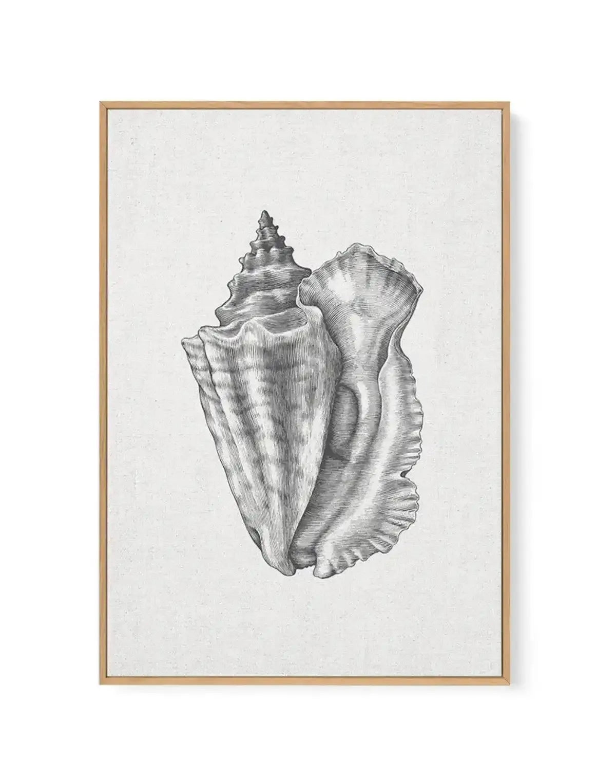 Detailed pencil sketch of a conch shell displayed in a natural wood frame. The illustration shows the shell's spiral peak at the top and broad, ridged body rendered in fine cross-hatching and line work. The drawing is rendered in black ink on off-white linen canvas, creating a classical naturalist aesthetic. The natural wood frame has a thin border with a white edge visible around the artwork.