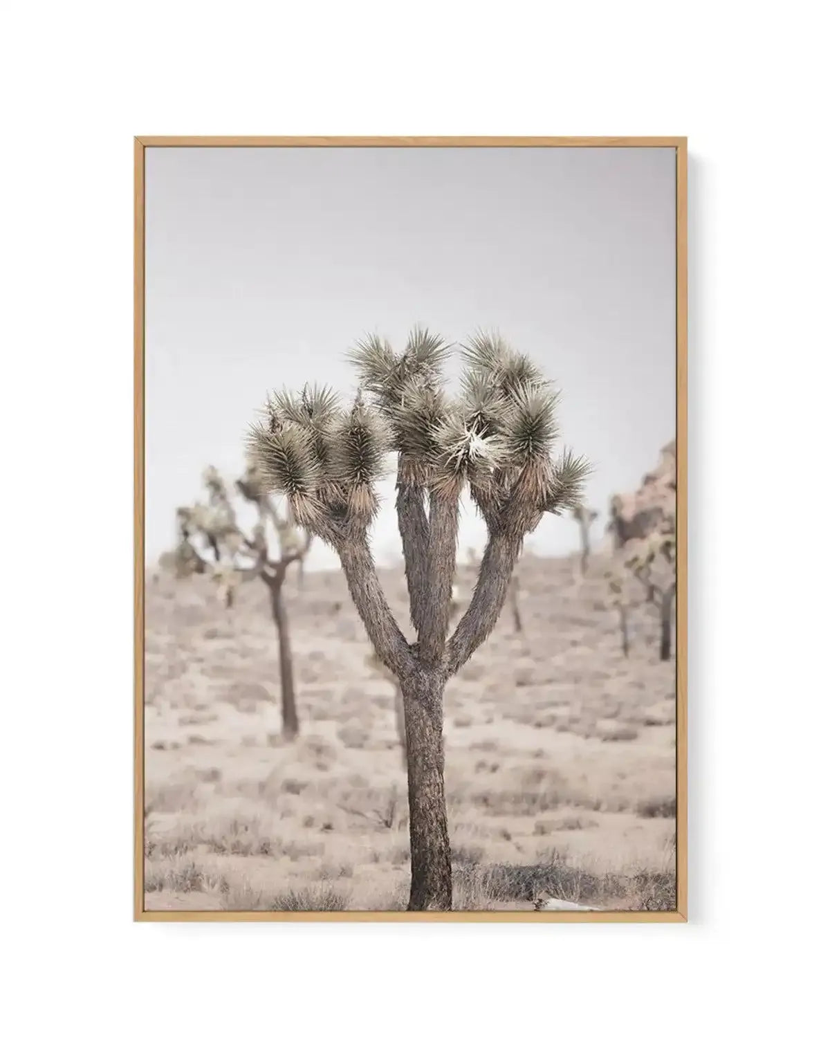 Cool Joshua Tree II | PT | Framed Canvas-CANVAS-You can shop wall art online with Olive et Oriel for everything from abstract art to fun kids wall art. Our beautiful modern art prints and canvas art are available from large canvas prints to wall art paintings and our proudly Australian artwork collection offers only the highest quality framed large wall art and canvas art Australia - You can buy fashion photography prints or Hampton print posters and paintings on canvas from Olive et Oriel and h