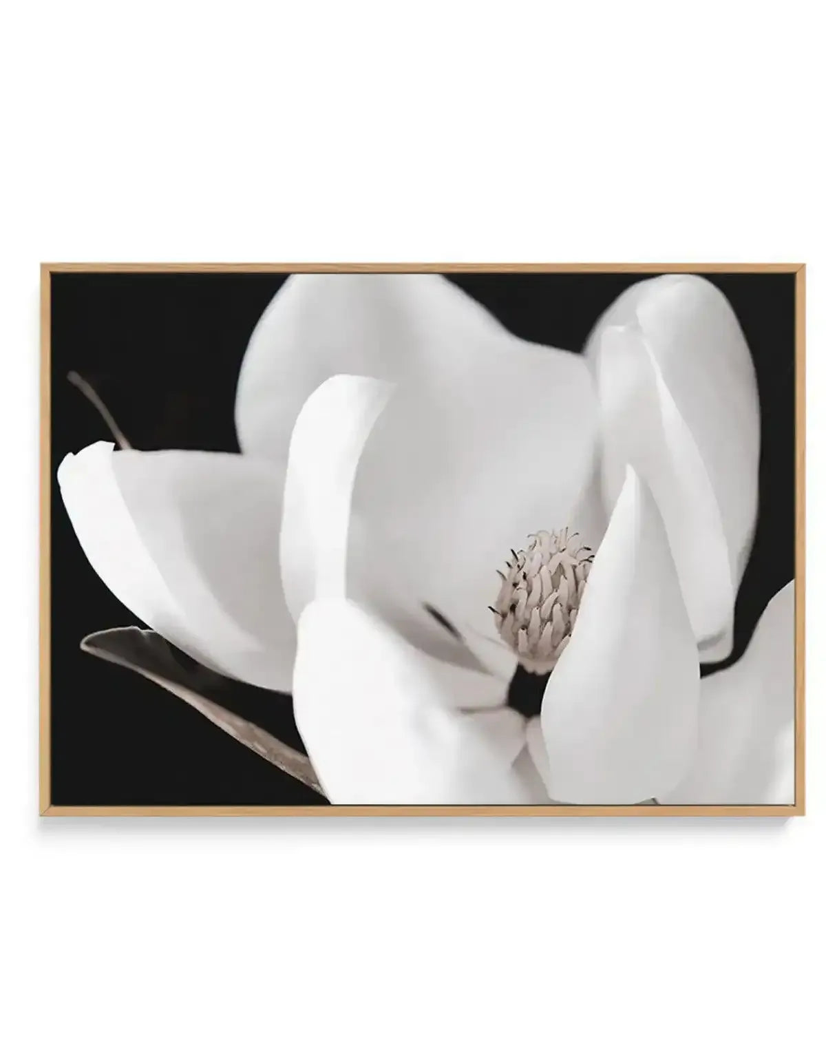 Dark Magnolia I | LS | Framed Canvas-CANVAS-You can shop wall art online with Olive et Oriel for everything from abstract art to fun kids wall art. Our beautiful modern art prints and canvas art are available from large canvas prints to wall art paintings and our proudly Australian artwork collection offers only the highest quality framed large wall art and canvas art Australia - You can buy fashion photography prints or Hampton print posters and paintings on canvas from Olive et Oriel and have