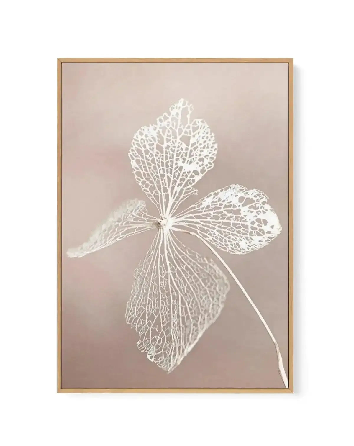 Dried Hydrangea | Framed Canvas-CANVAS-You can shop wall art online with Olive et Oriel for everything from abstract art to fun kids wall art. Our beautiful modern art prints and canvas art are available from large canvas prints to wall art paintings and our proudly Australian artwork collection offers only the highest quality framed large wall art and canvas art Australia - You can buy fashion photography prints or Hampton print posters and paintings on canvas from Olive et Oriel and have them