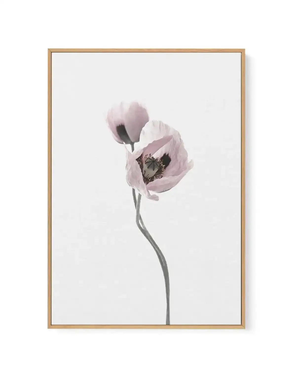 Duex Poppy II | Framed Canvas-CANVAS-You can shop wall art online with Olive et Oriel for everything from abstract art to fun kids wall art. Our beautiful modern art prints and canvas art are available from large canvas prints to wall art paintings and our proudly Australian artwork collection offers only the highest quality framed large wall art and canvas art Australia - You can buy fashion photography prints or Hampton print posters and paintings on canvas from Olive et Oriel and have them de