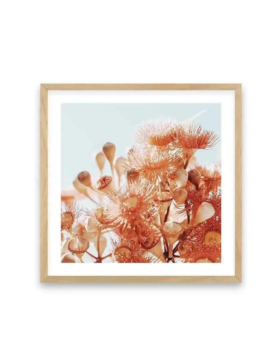 Square art print in natural wood frame with white border featuring a close-up photograph of delicate eucalyptus flowers in soft coral, cream, and rust tones against a pale blue sky. The wispy, feathery blooms fill the composition with botanical detail and warm, sun-drenched aesthetic.